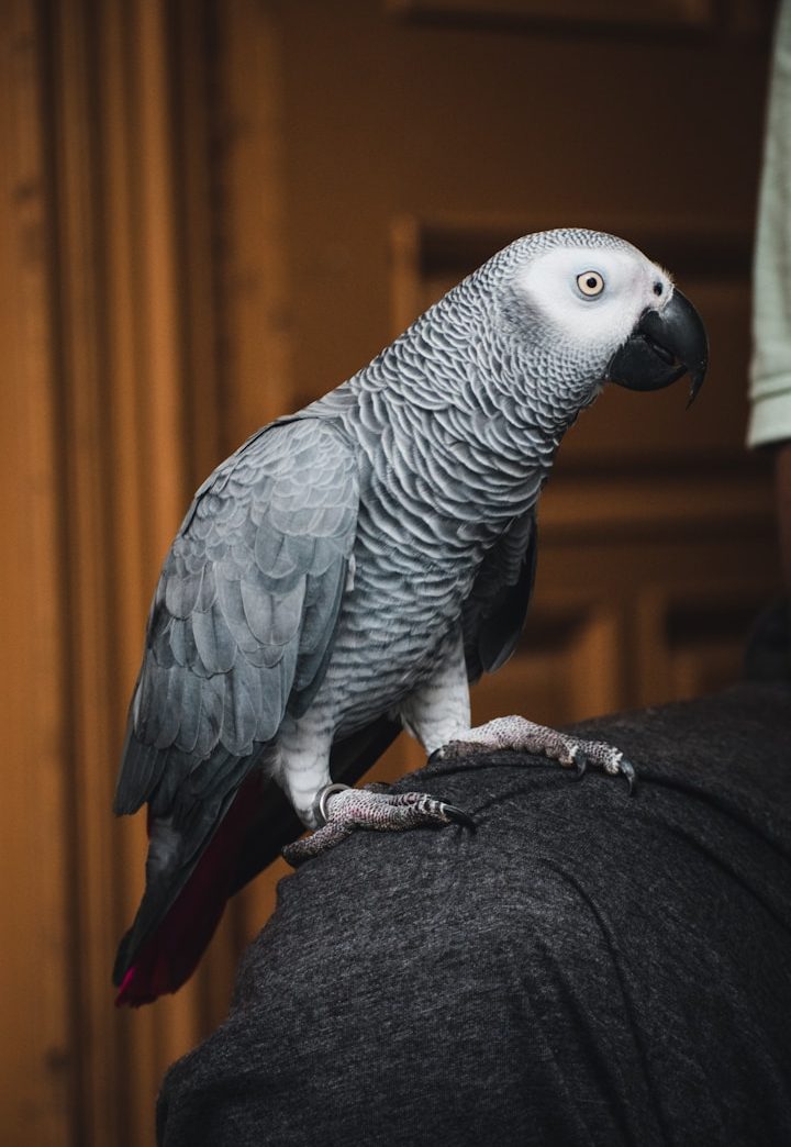 Mein Papagei beißt – was tun?