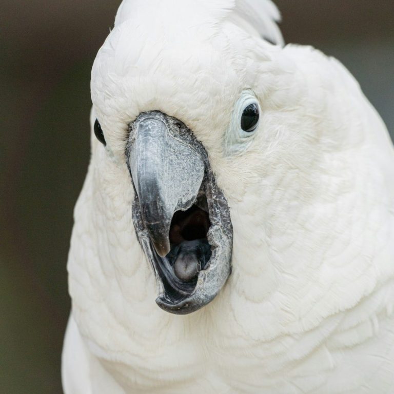 Warum schreien meine Papageien ständig? Ursachen und Lösungen