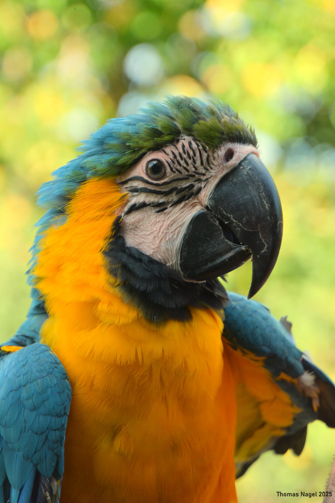 Papageienverhalten verstehen – Körpersprache richtig deuten und Vertrauen aufbauen