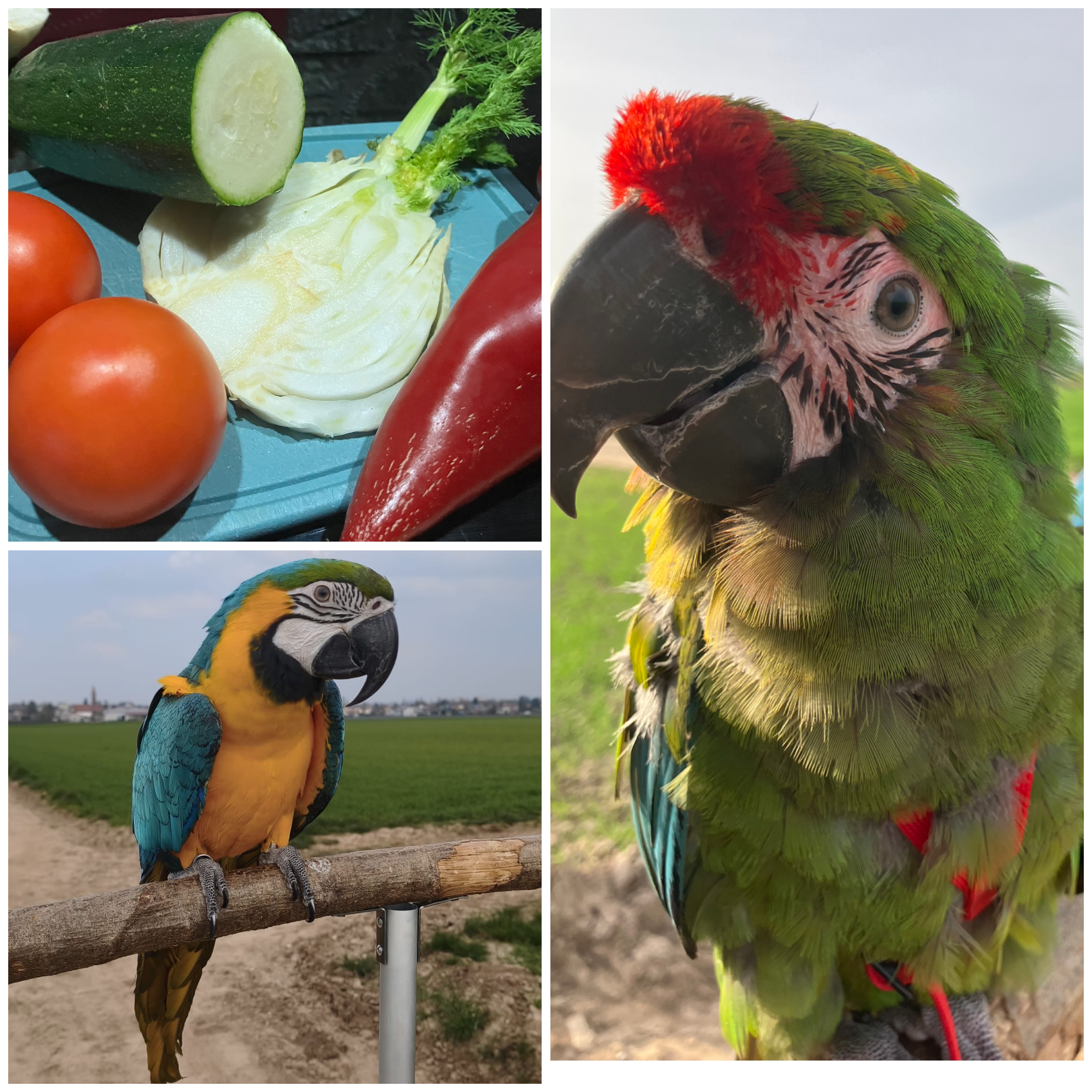 Der Einfluss der Ernährung auf das Verhalten von Papageien