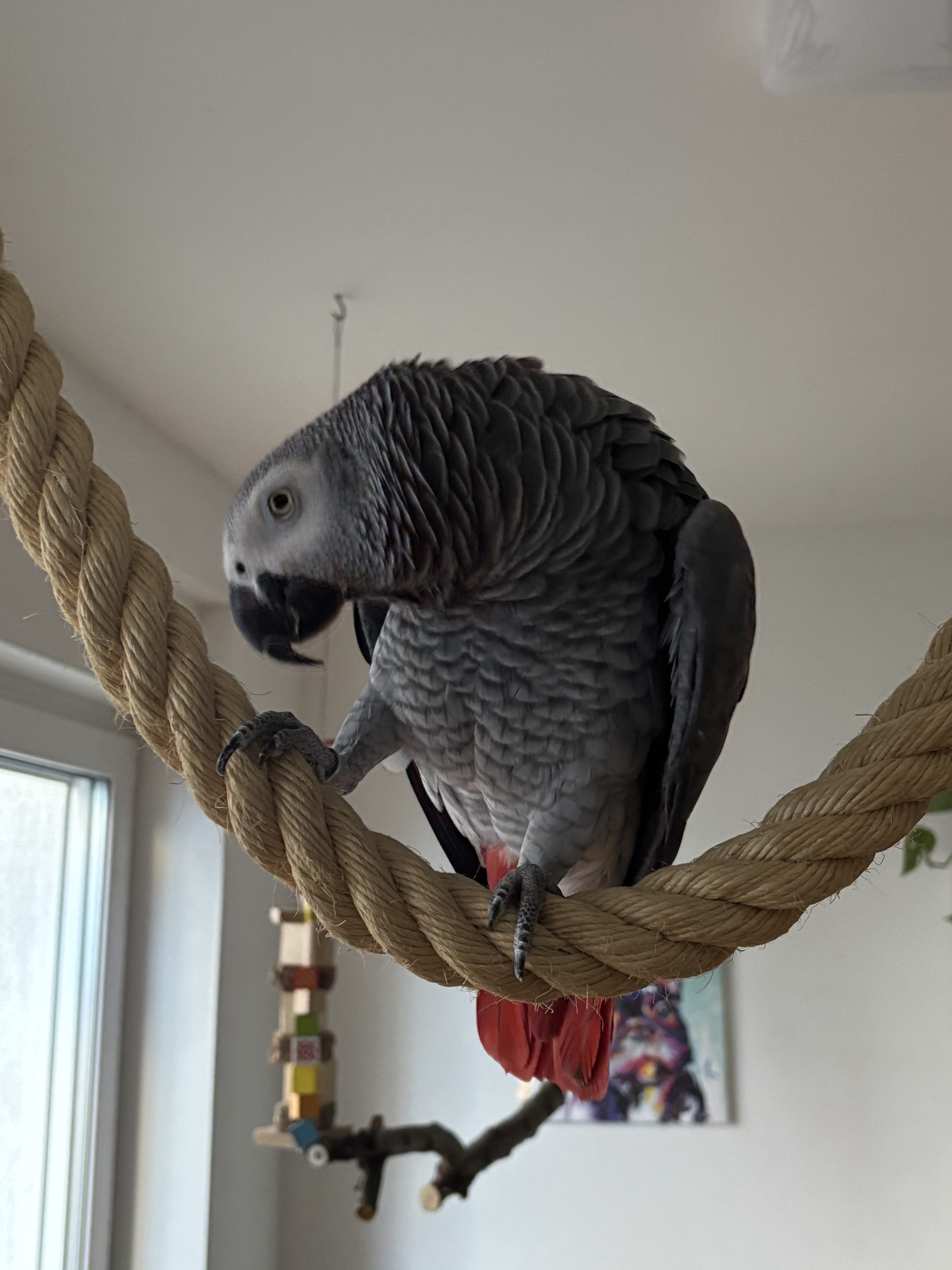 Neophobie bei Graupapageien – warum neue Dinge Angst auslösen und wie du damit umgehst